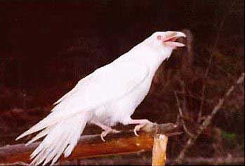 cuervo-albino.jpg