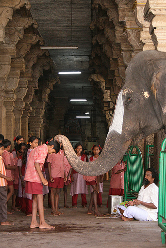 elefante-india.jpg